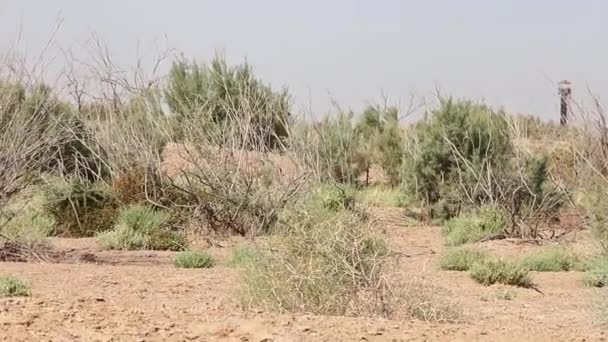 Jeune Gazelle Passe Dans Bosquet Buissons Centre Écologie Jeyran Ouzbékistan — Video