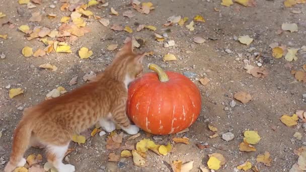 Imbir Kitten Przychodzi Świeżego Dyni Halloween Wącha Bite Ziemi Żółtymi — Wideo stockowe
