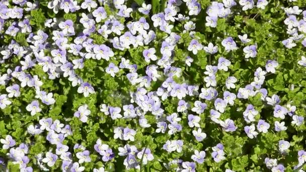 Cámara Mueven Sobre Alfombra Flores Blanco Azules Verónica Primavera Prado — Vídeo de stock