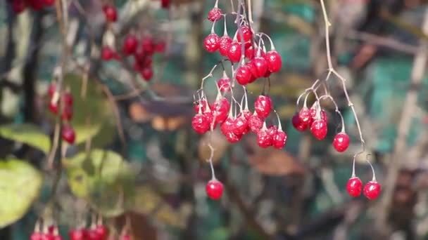 秋の葉を背景に風に揺れゆく熟したビバーナムベリーの束 — ストック動画