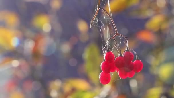 秋の葉 バックライト ラベルやタイトルに適したコピースペースを背景に風に揺れ落ちる赤い熟したビバーナムベリーの束 — ストック動画