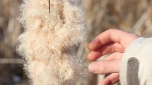 Menselijke Hand Neemt Pluis Van Gedroogde Lisdodde Bloem Close Rusland — Stockvideo