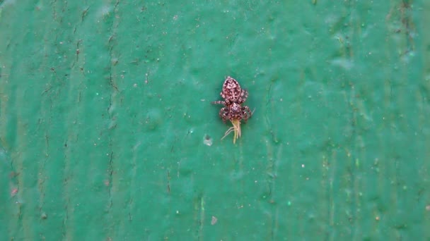 Πηδάει Αράχνη Σαλτιντάτες Καθισμένος Στον Τοίχο Και Τρώει Έντομο — Αρχείο Βίντεο
