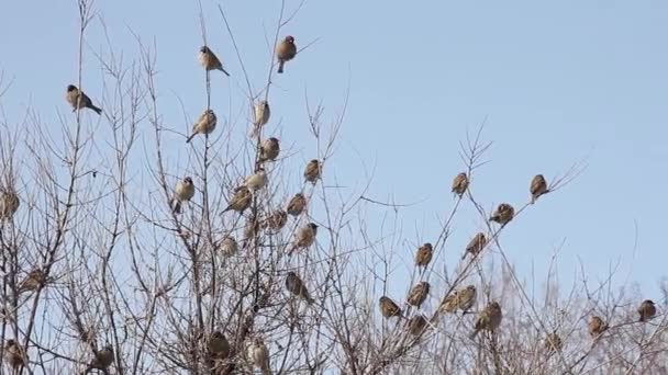 Velké Hejno Vrabin Větvích Šířící Keře Proti Obloze Kyrgyzstán Karakol — Stock video