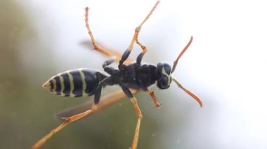 pencerede hareket eden arı, arı alt görünümü, yakın çekim 