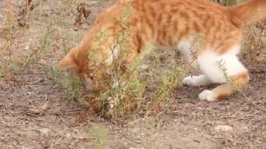 kırmızı kedi onun pençeleri ile gri fare yakalar, çalış ve yaban hayatı doğada avcılık
