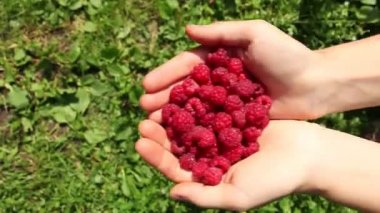 insan avuç içi olgun ahududu avuç, çerçeve ve çerçeve, yaz bahçesi veya yabani ürün hasat dışında görünür, yakın çekim 