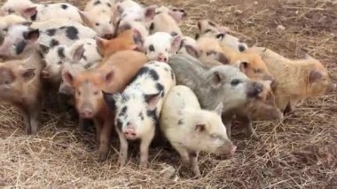 genç çok renkli domuz grubu, korkuyla her yöne bakar