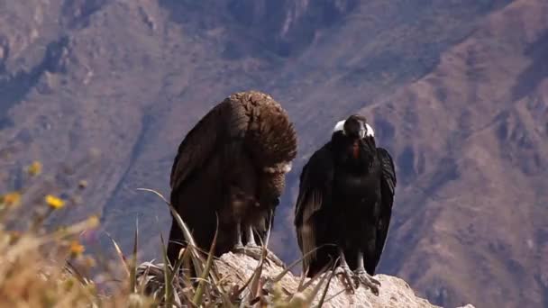 Paar Van Andes Condors Vultur Gryphus Zittend Een Rots Colca — Stockvideo