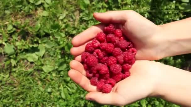 一把成熟的树莓在人类手掌 出现在框架和框架 夏季花园或野生作物收获 — 图库视频影像