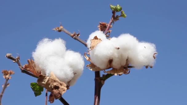 Ripe Cotton Bolls Ready Harvest Blue Sky Background Uzbekistan — Stock Video