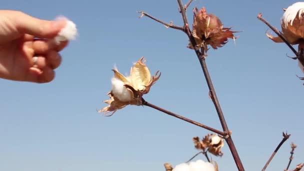 Human Hand Carefully Harvests All Cotton Bush Field Ripe Cotton — Stock Video