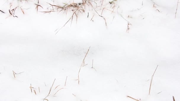 Ноги Резиновых Сапогах Ходьба Влажному Зимнему Снегу Крупный План Вид — стоковое видео