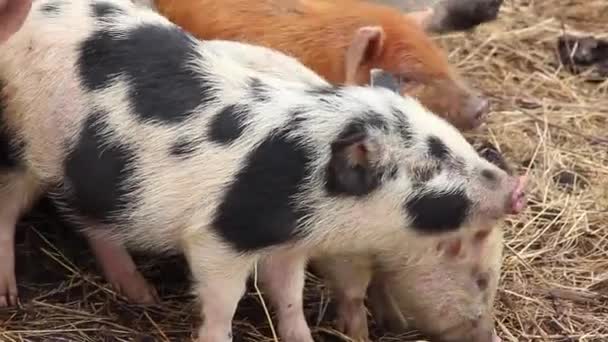 Grupo Jóvenes Cerdos Multicolor Mira Huele Primer Plano — Vídeos de Stock