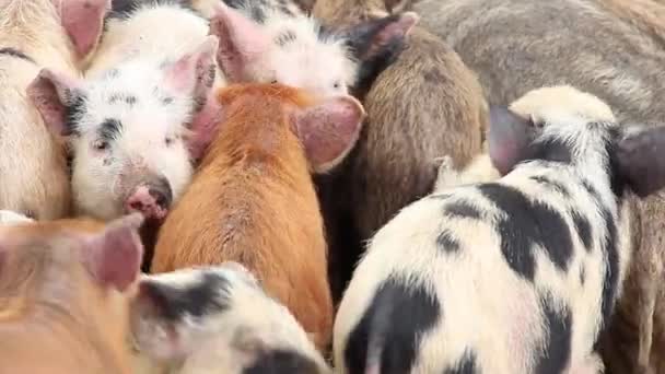 Group Flock Young Multi Color Pigs Closeup — Stock Video