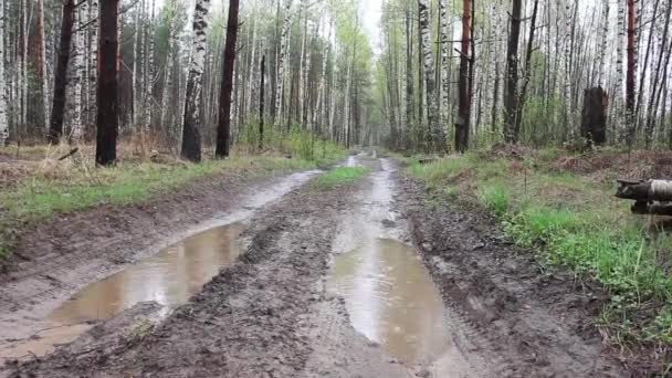 Estrada Suja Floresta Tempo Chuvoso Vista Nível Solo — Vídeo de Stock