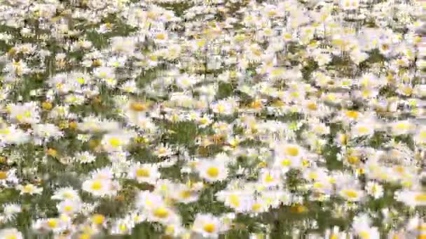 Campo Cheio Camomilas Flores Brancas Ventoso — Vídeo de Stock