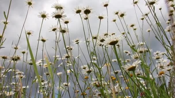 Field Blossom Camomile Summer Springtime Sun Comes Windy Bottom View — Stock Video