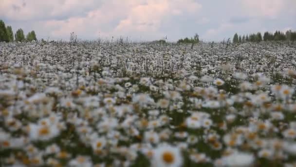 Fält Vita Blommor Kamomill Fokus Efter Våg Vinden — Stockvideo