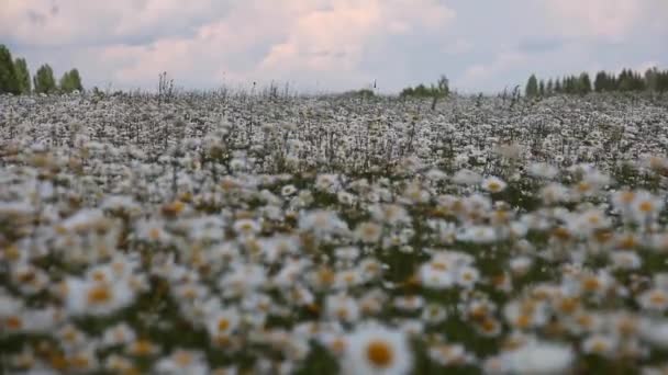 Gebied Van Witte Bloemen Kamille Focus Golf Wind — Stockvideo