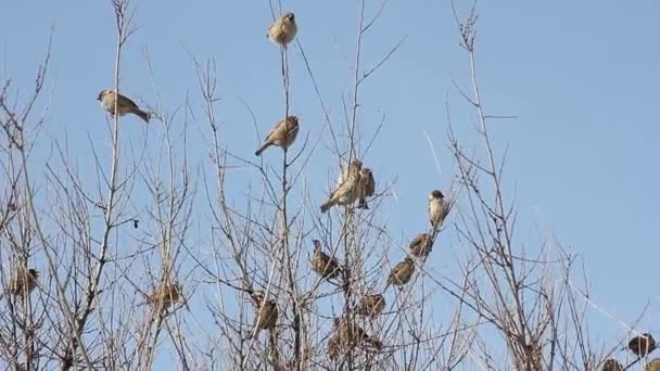 Flock Sparvar Hoppar Från Gren Till Gren Spridnings Buske Mot — Stockvideo