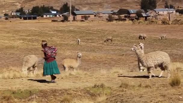 Old Woman Leads Livestock Domestic Animal Lama Rope Background Grazing — Stock Video