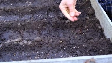 insan el tohum yatağı, bahçe, çernozem veya siyah toprak, bahar çiftlik işleri, zemin yakın çekim, kamera hareketi ile tohum ekim atar