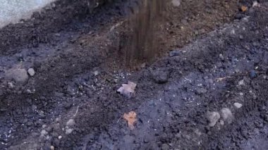 çiftçi tohum yatağında tohumlar üzerinde verimli toprak atar, toprak ile yatak kapsar, bahçe, çernozem veya siyah toprak, bahar çiftlik işleri, zemin yakın çekim dikim