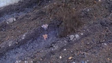 çiftçi tohum yatağında tohumlar üzerinde verimli toprak atar, toprak ile yatak kapsar, bahçe, çernozem veya siyah toprak ekim, bahar çiftlik işleri, yavaş hareket zemin yakın çekim 