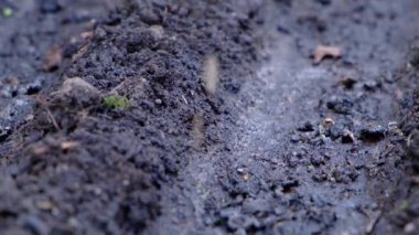 tohumlar bahçe, çernozem veya siyah toprak, çiftlik, yavaş hareket zemin yakın çekim bahar dikim işleri tohum içine düşmek  