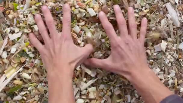 Mãos Agricultor Recolhe Silagem Milho Mostra Verifica Qualidade Close Outono — Vídeo de Stock