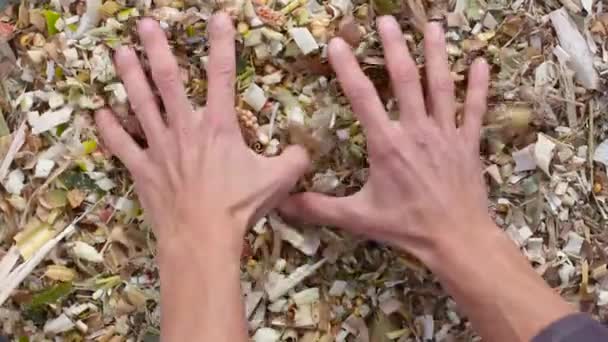 Mani Dell Agricoltore Raccolgono Insilato Mais Mostrano Controllano Qualità Primo — Video Stock