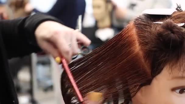 Styliste Peigne Soigneusement Les Cheveux Mouillés Sur Tête Factice Pratique — Video