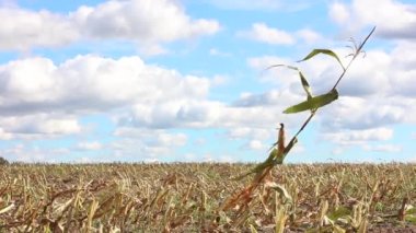 hasat tan sonra zaman atlamalı mısır tarlası, beyaz bulutlar ile mavi gökyüzü nün arka planda mısır yalnız sapı, mısır alanı ile kırsal kırsal peyzaj timelapse