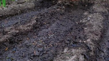çiftçi el tohum yatağında tohum atar, bahçede tohum ekimi, çernozem veya siyah toprak, çiftlikte bahar işleri, yavaş hareket yakın çekim