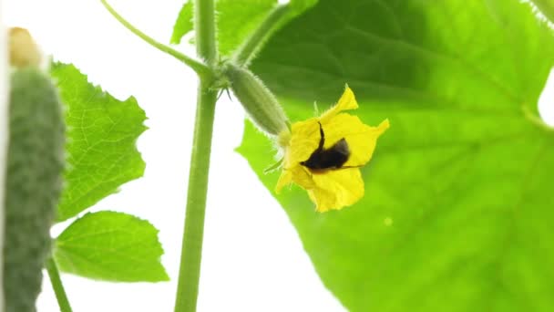 Hummel Bestäubt Gelbe Gurkenblüte Gewächshaus Garten Oder Bauernhof Nahaufnahme Zeitlupe — Stockvideo