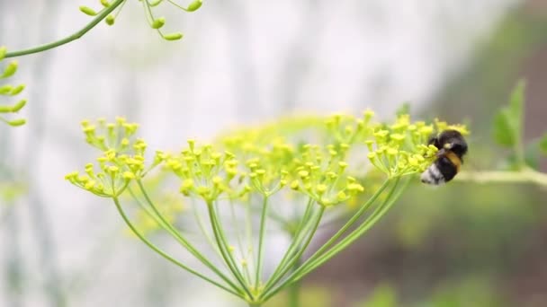 Abejorro Recoge Néctar Poliniza Flor Eneldo Amarillo Jardín Granja Vista — Vídeos de Stock