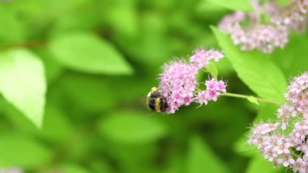 Bumblebee Coleta Néctar Poliniza Flores Rosa Jardim Fazenda Visão Close — Vídeo de Stock