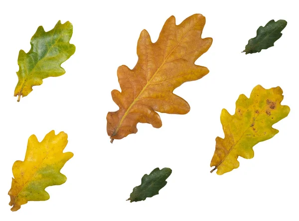 Close-up de outono colorido folhas de carvalho amarelo isolado em b branco — Fotografia de Stock