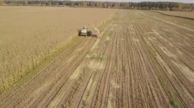 Moskova, Rusya - 4 Ekim 2019: Polushkino köyü yakınlarındaki mısır tarlalarında hasat ve çöp kamyonlarının hava görüntüsü. Sonbaharda tohum için kuru mısır ekimi, hareket halindeki tarım dronu..