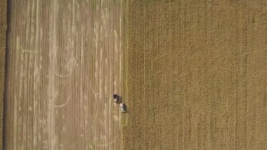 tarım arazisindeki mısırları ve çöp kamyonunu birleştiren hava manzarası, makineler sonbaharda çöp kamyonunun arkasına mısır ekmek için kuru mısır kesiyor, hava tarımı drone çekimi   