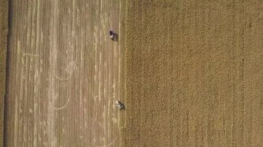 tarım arazisindeki mısırları ve çöp kamyonlarını birleştiren hava manzarası, makineler mısır ve tahılları sonbaharda çöp kamyonunun arkasına atmak için kurutuyor, hava tarımının drone atışları   