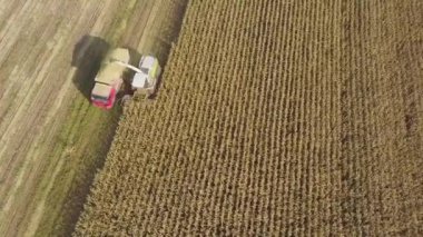 Sonbahar hava görüntüsü tarladaki mısırları birleştiriyor, makineler tahıl ve tahıl için çöplük kamyonunun arkasına kuru mısır kesiyor, çapraz hava tarımsal dron görüntüsü