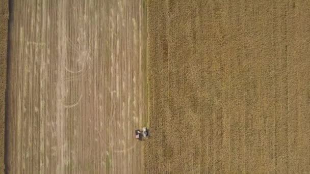 从空中观看农场联合收获玉米的景象 机器在秋天把干玉米切割成青贮饲料和谷物 扔进垃圾车的后部 空中农业无人驾驶飞机被击中 — 图库视频影像