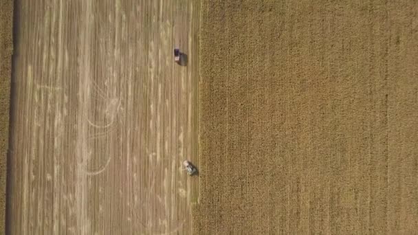 从空中俯瞰农场田里的玉米和垃圾车的联合收割机来了 秋天机器把干玉米切割成青贮饲料和谷物放进垃圾车的后部 空中农业无人驾驶飞机被击中 — 图库视频影像
