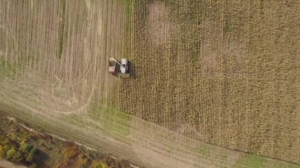 从空中俯瞰的角度来看 今年秋天 又有一排玉米收获在农田里 机器把干玉米切割成青贮和谷粒放进垃圾车的后部 空中农业无人驾驶飞机被击中 — 图库视频影像