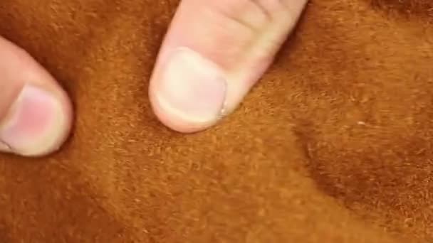 손으로 테스트하고 갈색의 제품의 악세서리 근접촬영 매크로 — 비디오