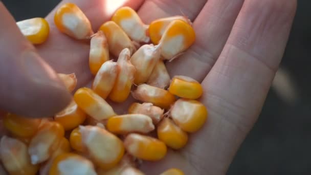 Corn in the hands of farmers — Stock Video