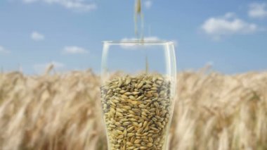 Close-up Bira Bardağı tahıl arpa malt ve tost Buğday ile koyu ve hafif bira yapmak için doldurulur. doğa kavramı ve bira ve taze şerbetçiotu gibi doğal ürünlerin yaratılması. organik ve