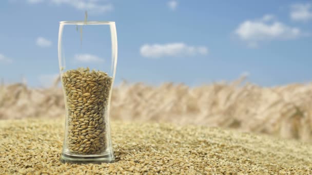 Barley malt dituangkan ke dalam gelas bir untuk membuat minuman beralkohol konsep wiski alam dan penciptaan produk alami — Stok Video